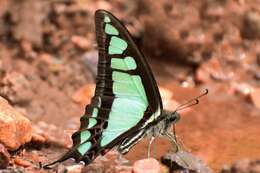 Слика од Graphium cloanthus Westwood 1841