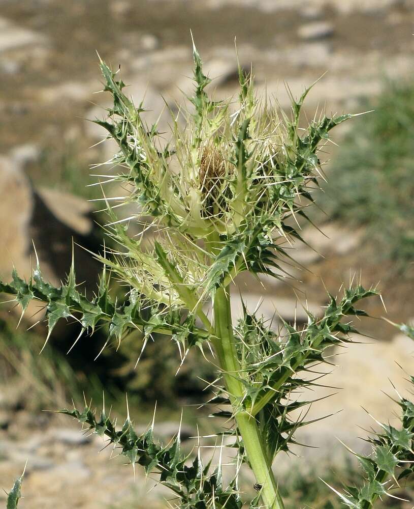 Image of Cirsium glabrum DC.