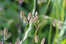 Image de Torilis scabra (Thunb.) DC.