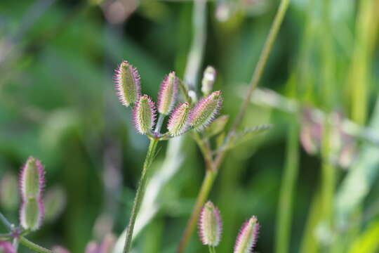 Image of rough hedgeparsley