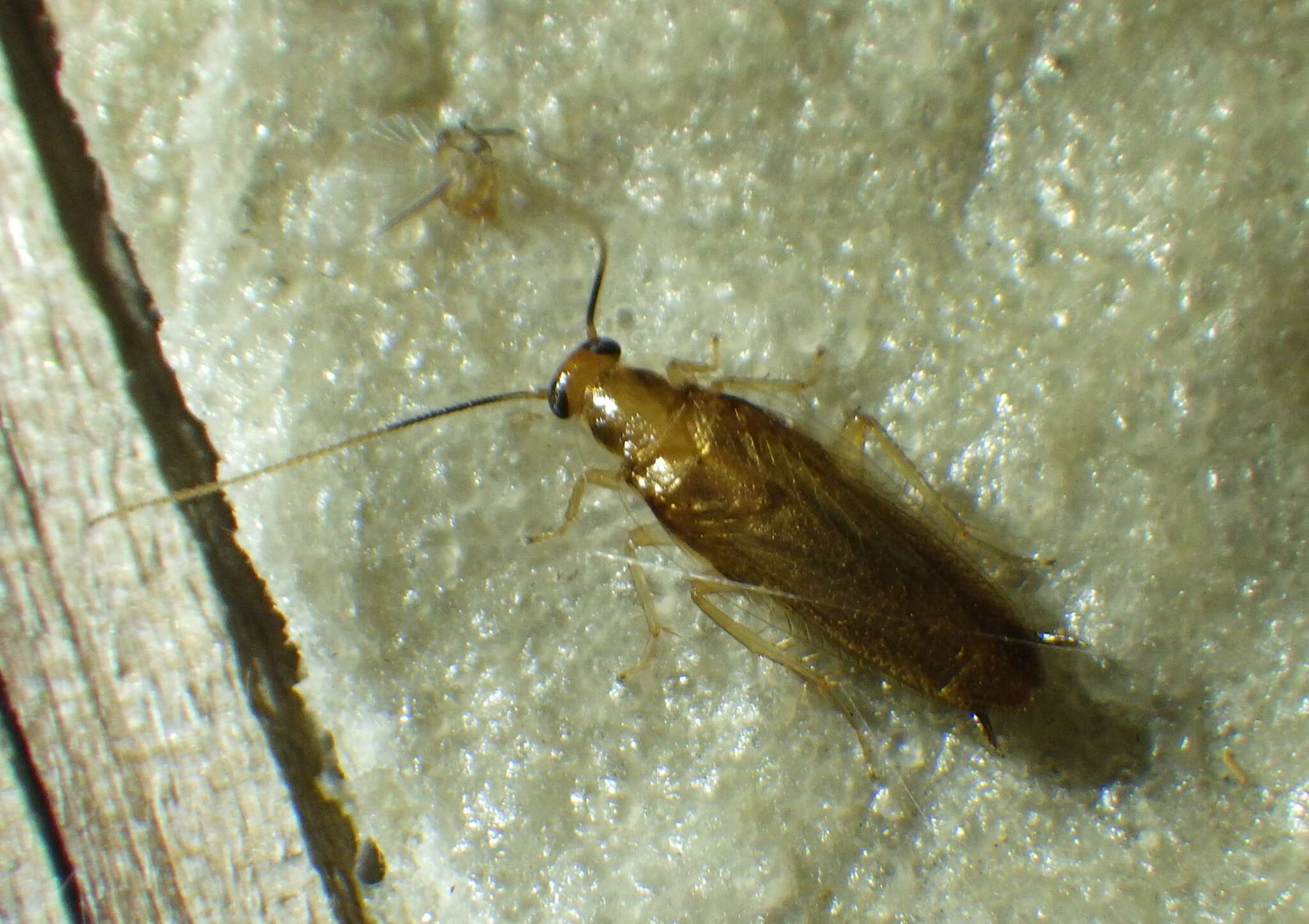 Image of Cockroach