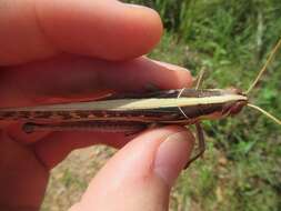 Image of Spur-throated locust