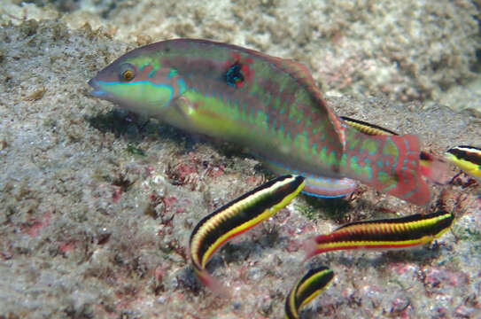 Image of Wounded wrasse