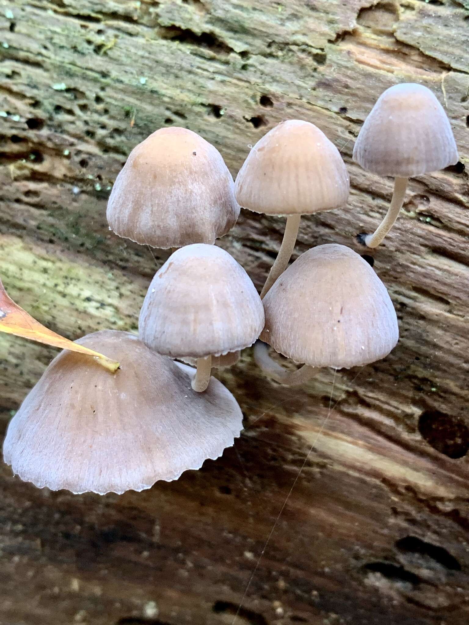 Image of Mycena alcalina (Fr.) P. Kumm. 1871