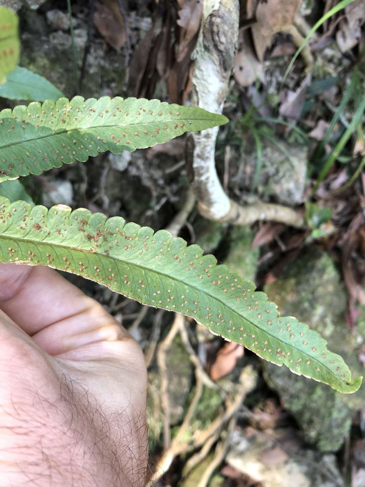 Image of Dryopteris podophylla (Hook.) O. Kuntze