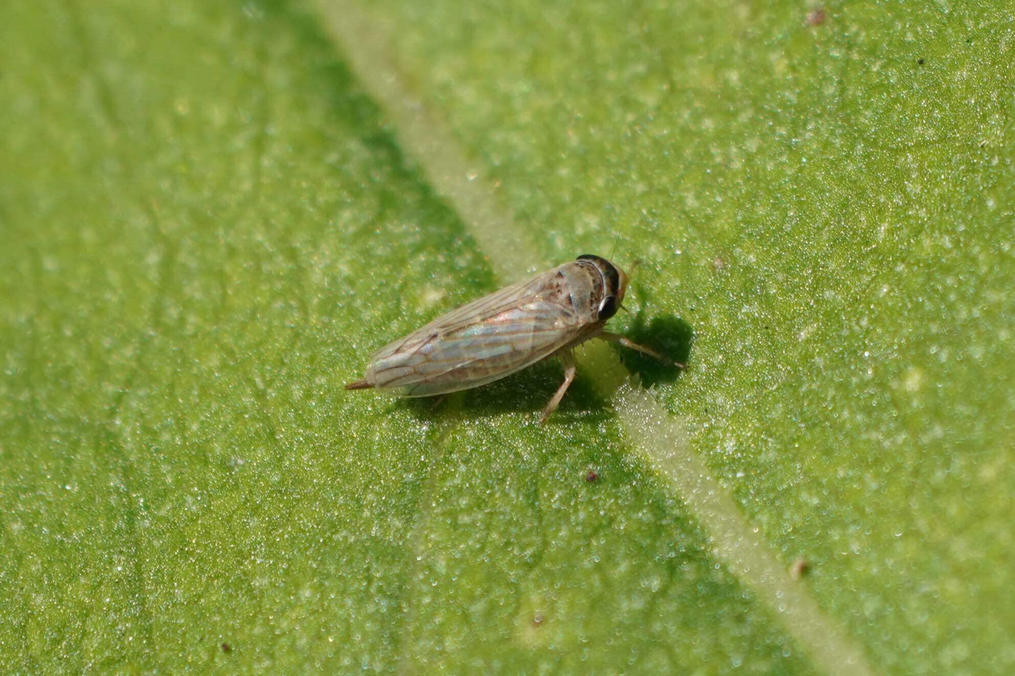 Sivun Exitianus indicus Distant 1908 kuva