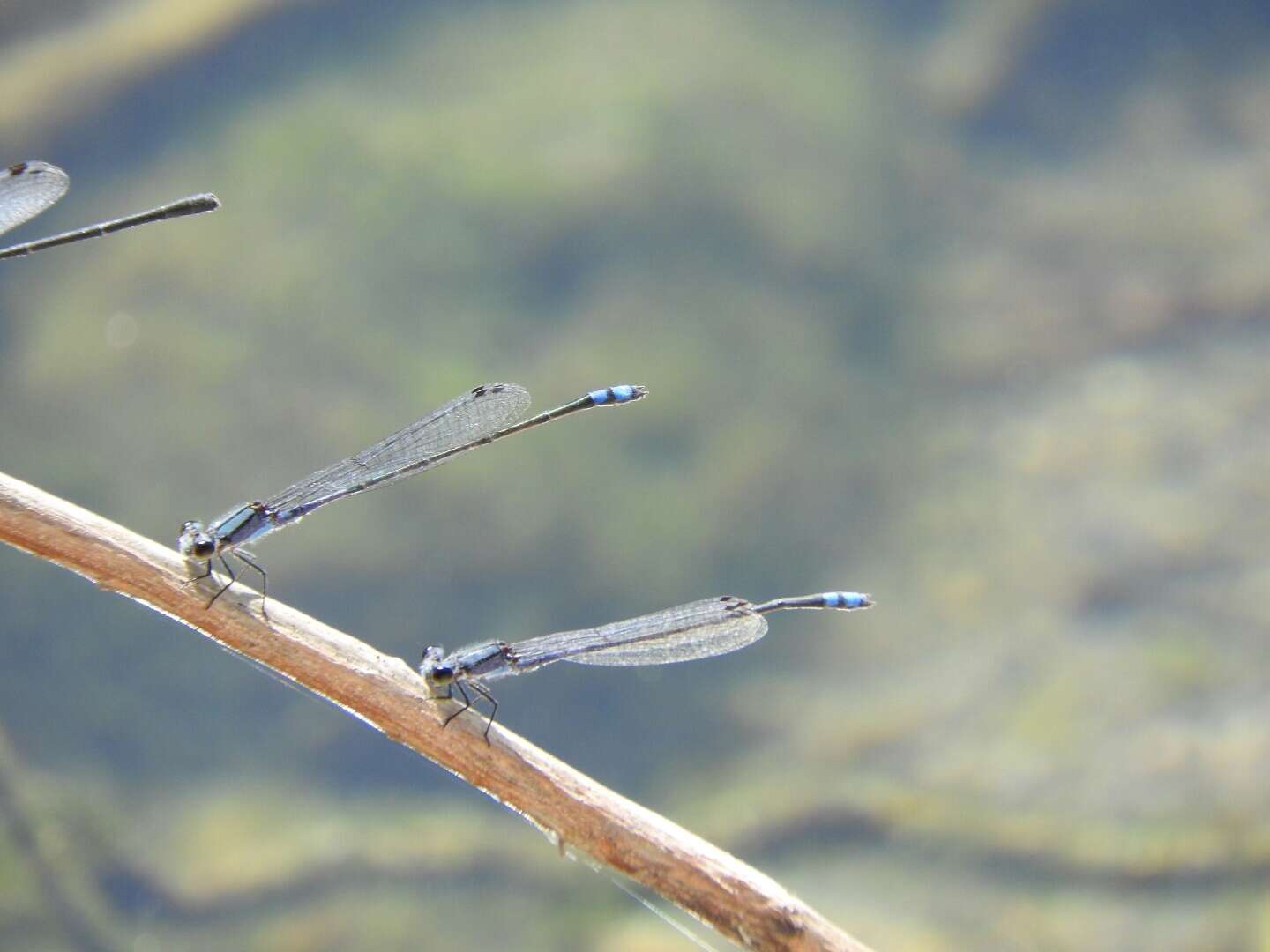 Image of Neotropical Bluet