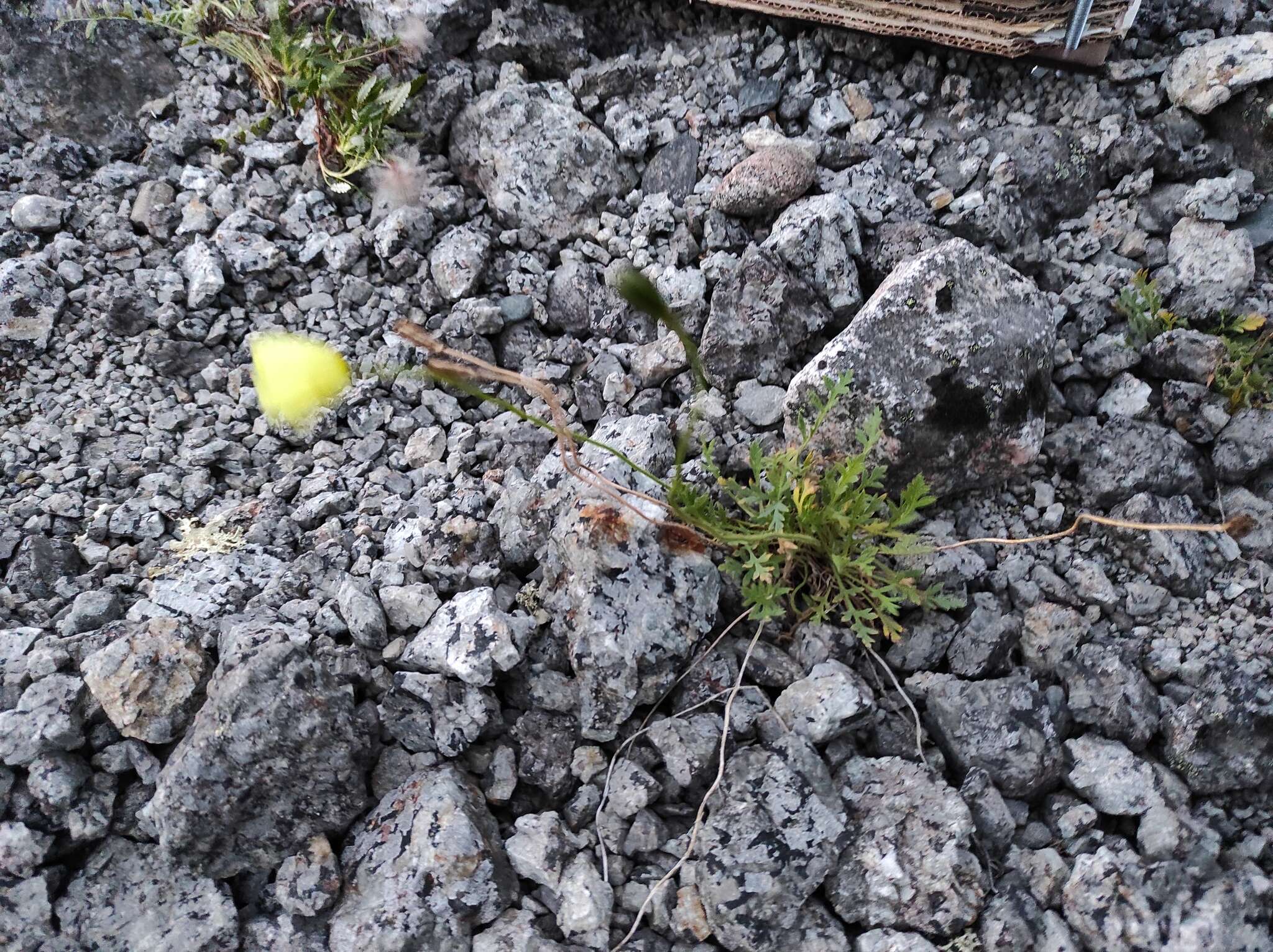 Image of Lapland poppy