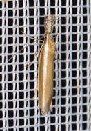 Image de Pleurota aristella Linnaeus 1768