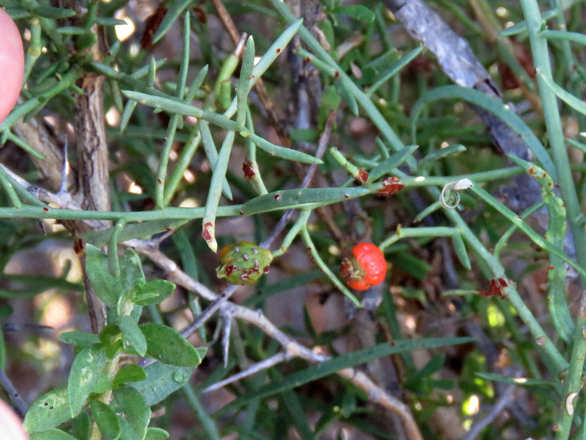 Image of Thesium triflorum Thunb. ex L. fil.