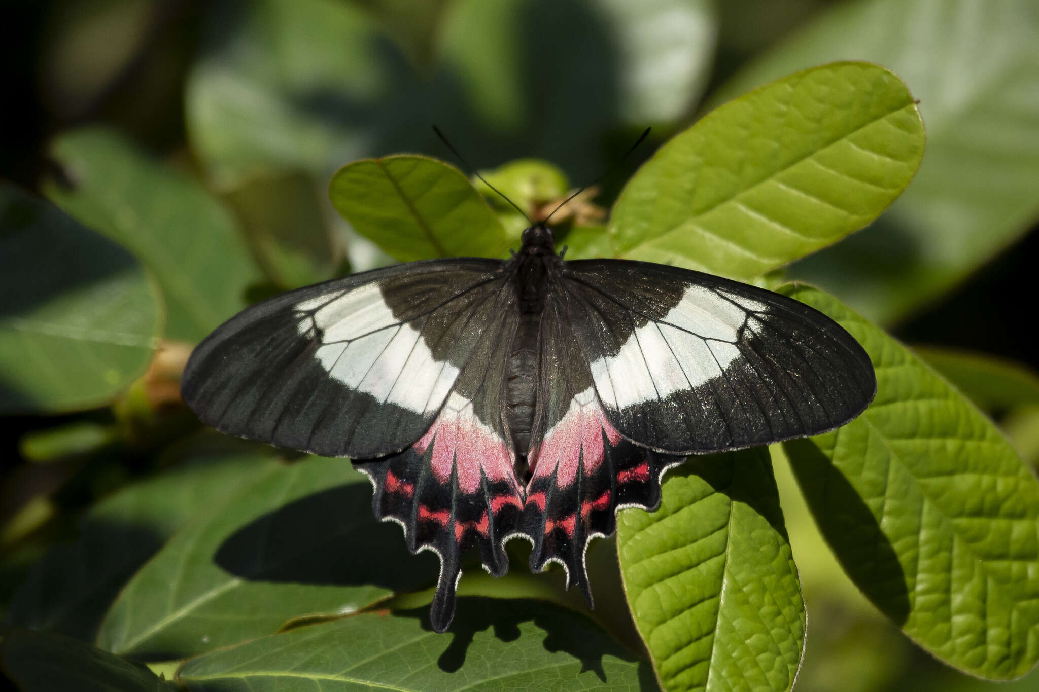 Parides ascanius (Cramer (1775))的圖片