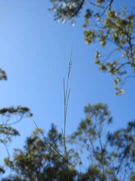 Plancia ëd Eriachne glabrata (Maiden) W. Hartley