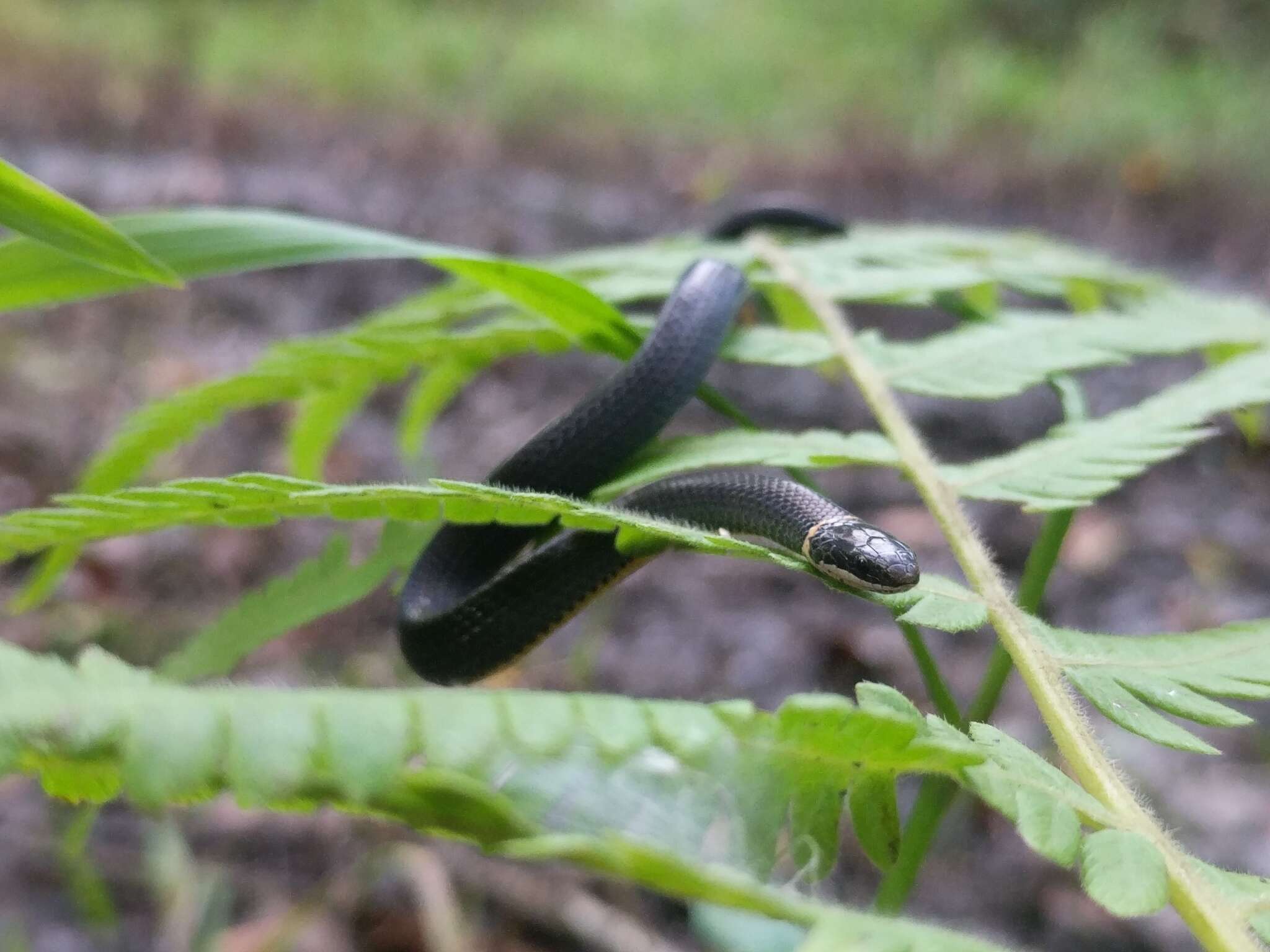 Diadophis punctatus stictogenys Cope 1860的圖片