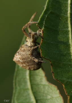 Image of Hyptiotes paradoxus (C. L. Koch 1834)