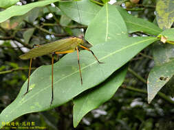 Image of Hemielimaea (Hemielimaea) formosana (Shiraki 1930)