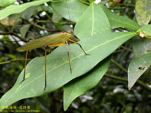 Image of Hemielimaea (Hemielimaea) formosana (Shiraki 1930)