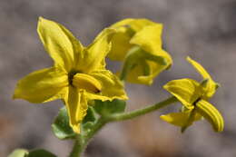 Imagem de Solanum pennellii Correll