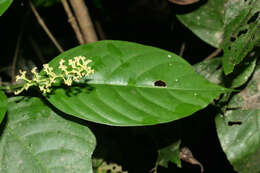 Imagem de Palicourea racemosa (Aubl.) Borhidi