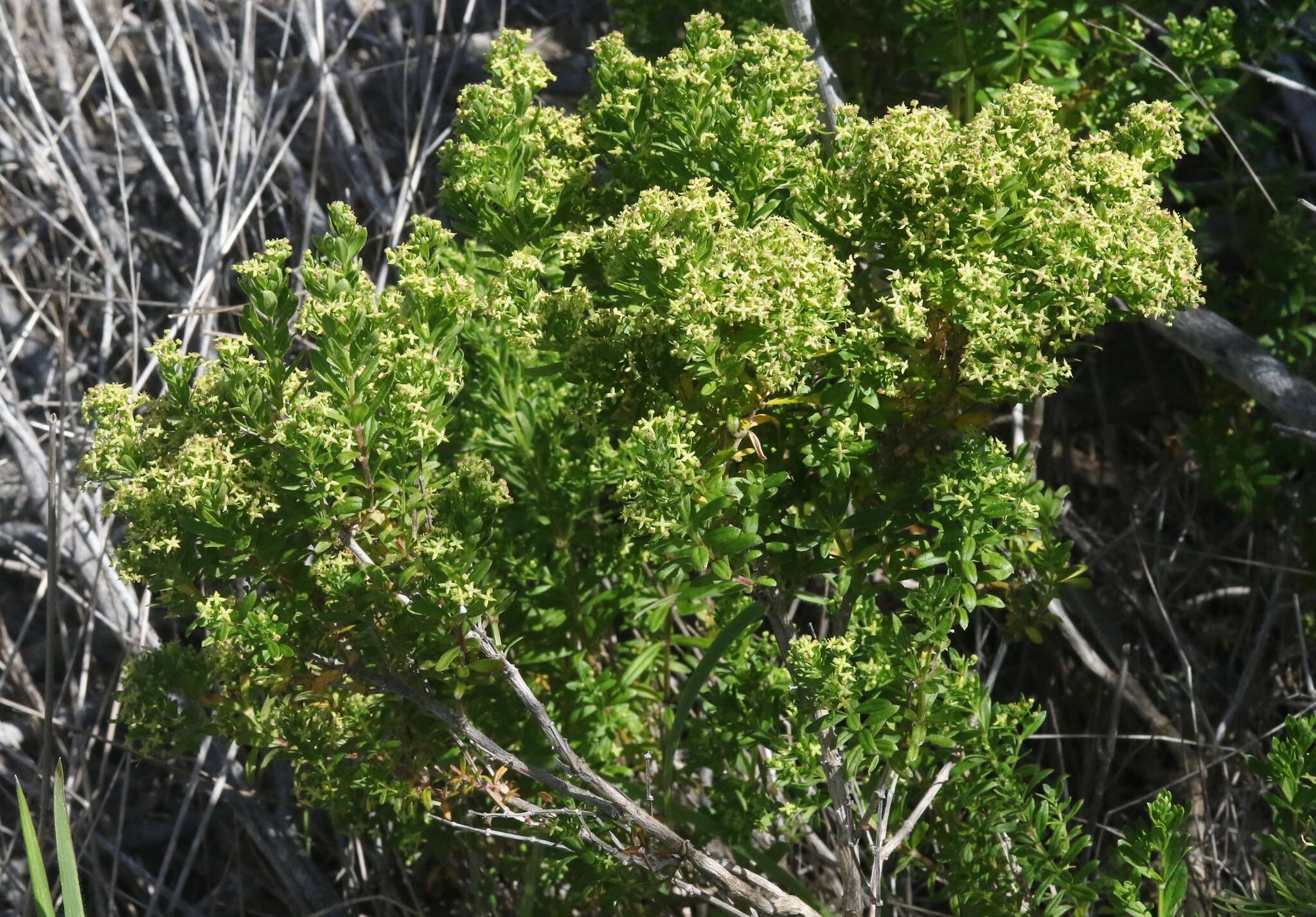 Image de Galium buxifolium Greene