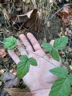 Rubus ursinus subsp. macropetalus (Dougl. ex Hook.) Taylor & Mac Bryde的圖片