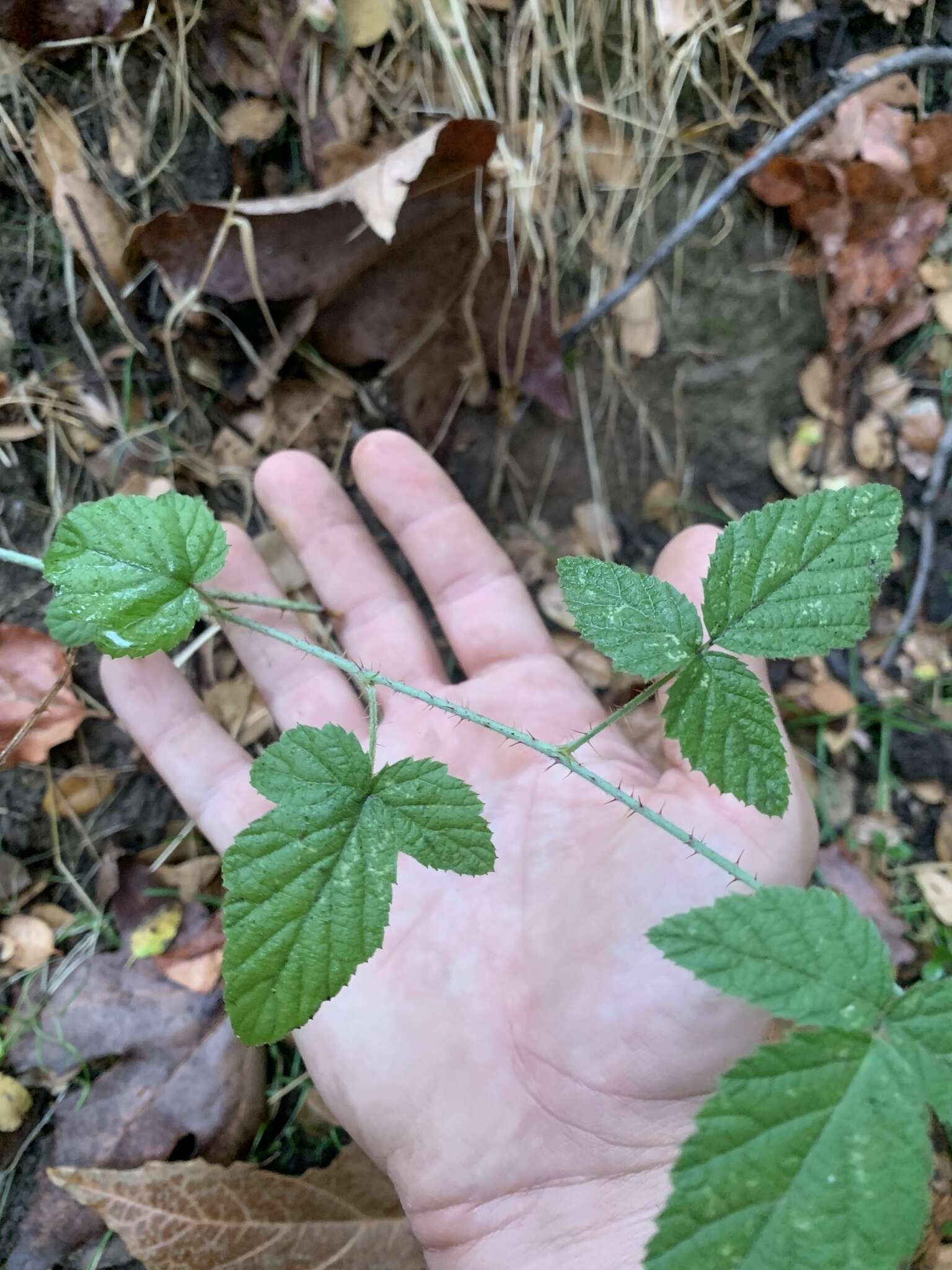 Слика од Rubus ursinus subsp. macropetalus (Dougl. ex Hook.) Taylor & Mac Bryde