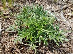 Image de Potentilla sischanensis Bunge ex Lehm.