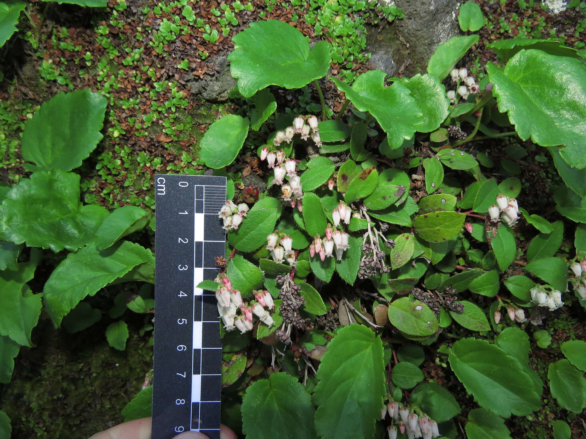 Plancia ëd Gaultheria nubigena (R. Phil.) B. L. Burtt & Sleum.