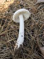 Image of Amanita longipes Bas ex Tulloss & D. T. Jenkins 1985