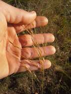 Image of Loudetia flavida (Stapf) C. E. Hubb.