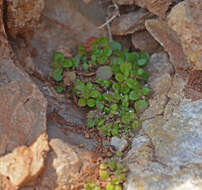 Image of Parietaria cretica L.