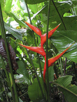 Image of Dwarf Jamaican Heliconia