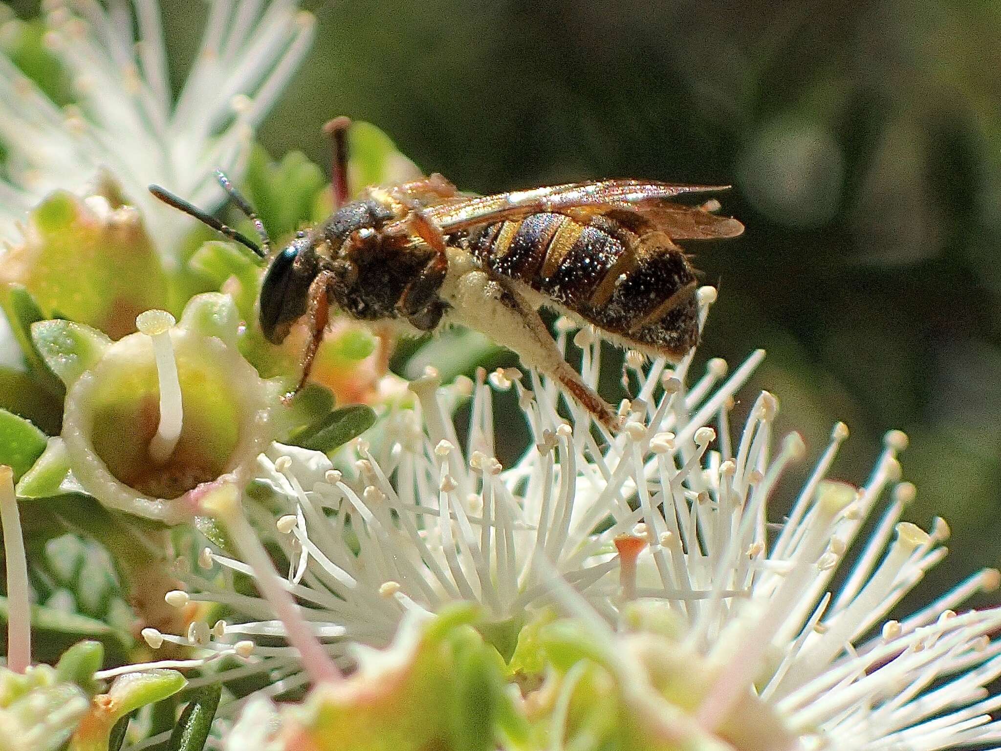 Lasioglossum bicingulatum (Smith 1853)的圖片