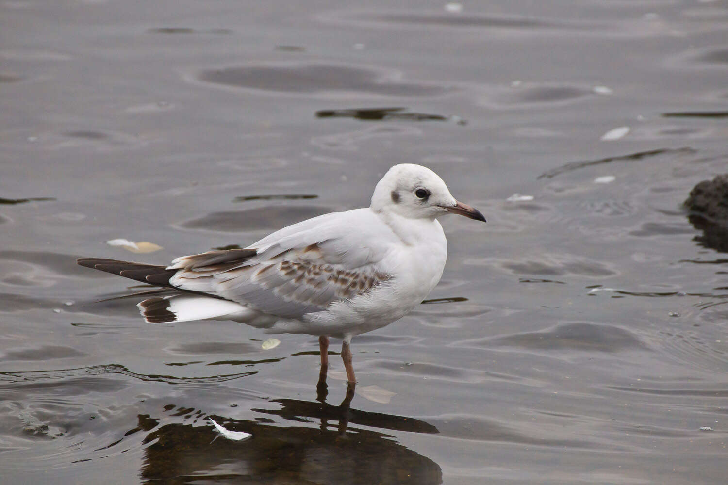 Image of Black-headed Gull