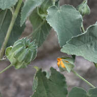 Imagem de Abutilon californicum Benth.