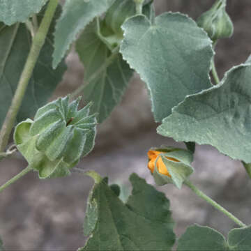 Image of Abutilon californicum Benth.