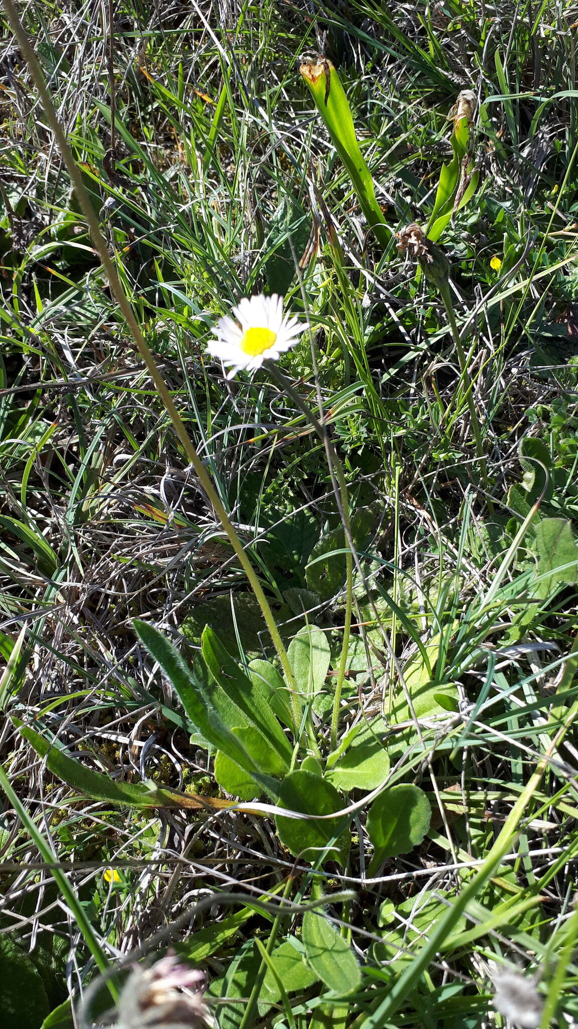 Image of Bellis sylvestris Cyr.