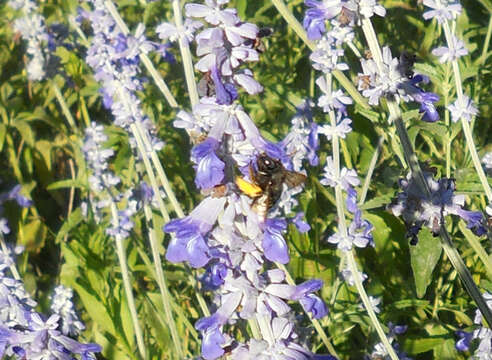 Plancia ëd Xylocopa tabaniformis parkinsoniae Cockerell 1917