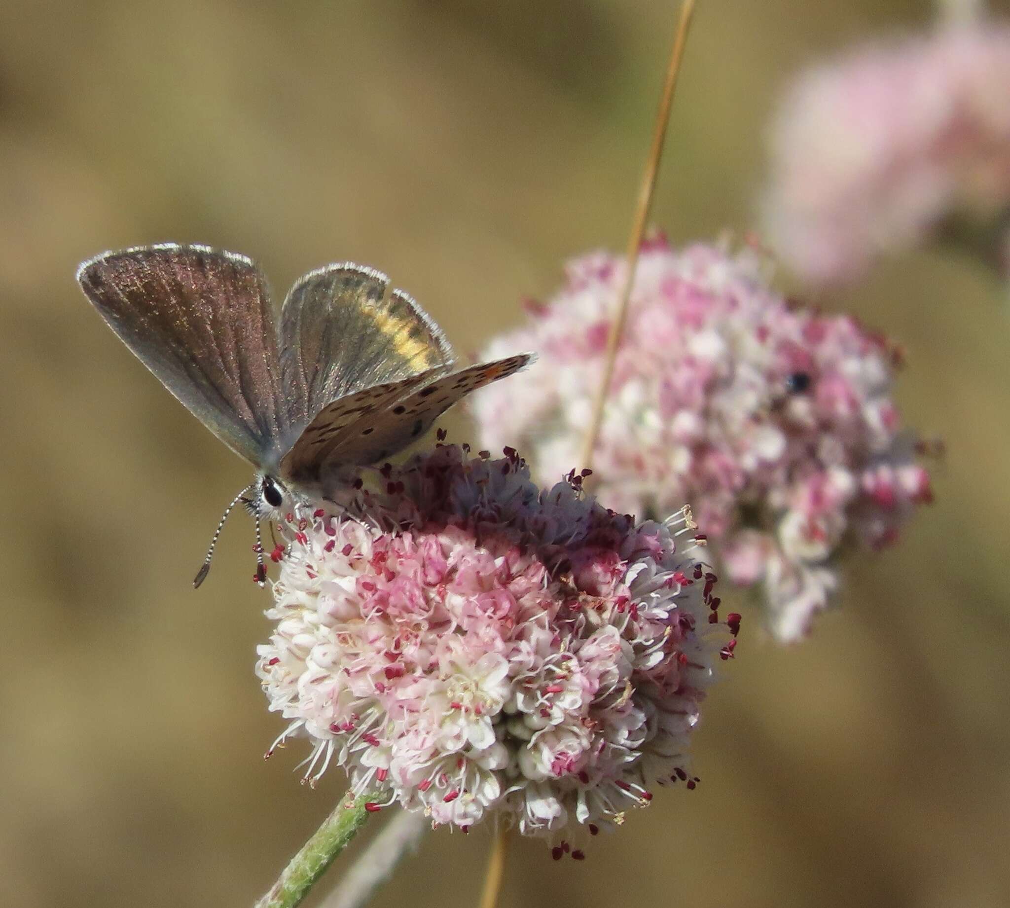 Euphilotes enoptes bayensis (Langston 1964)的圖片