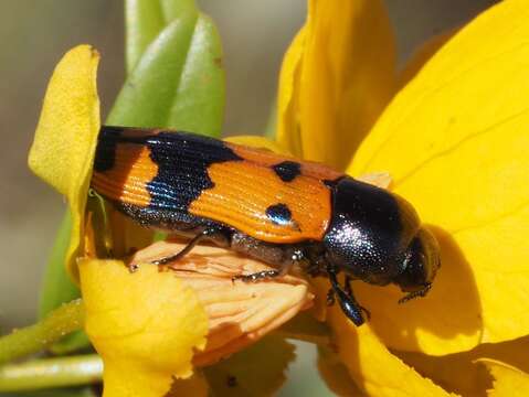 Image of Castiarina atricollis (Saunders 1869)