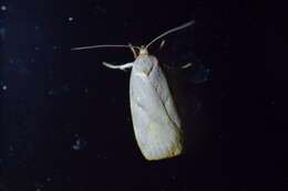 Image of Mountain Beech Flat Moth