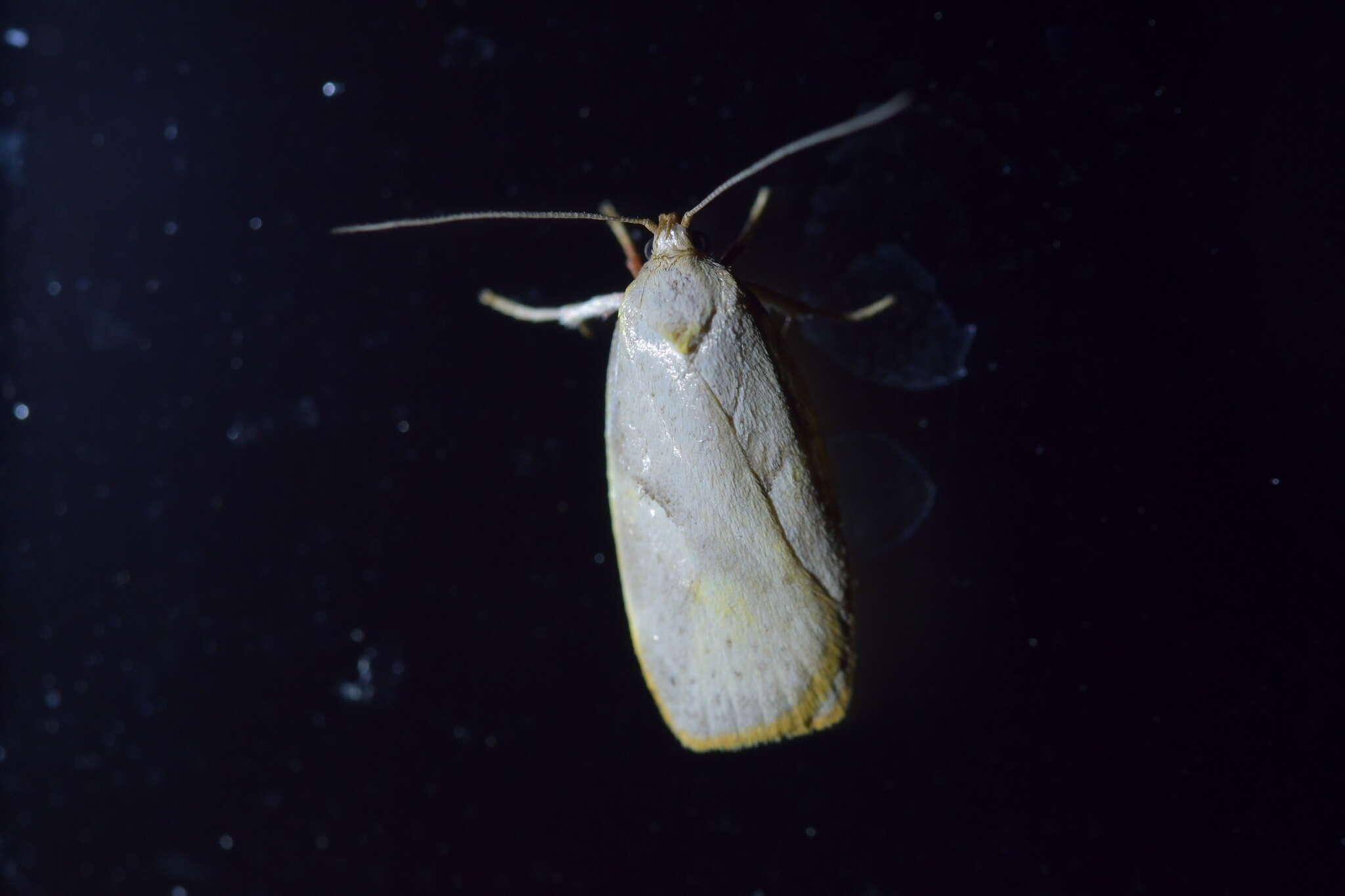 Image of Mountain Beech Flat Moth