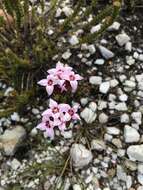 Image of Sonderothamnus speciosus (Sond.) Dahlgr.