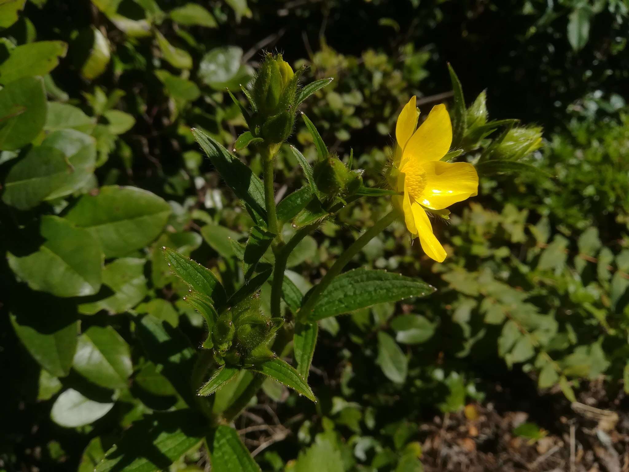 Image of Azores buttercup