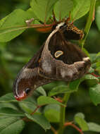 Image of Epiphora oberprieleri Bouyer 2008