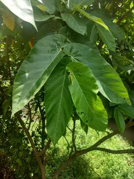 Image of Ficus semicordata Buch. ex J. E. Smith