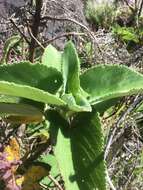 Image of Tetradenia fruticosa Benth.