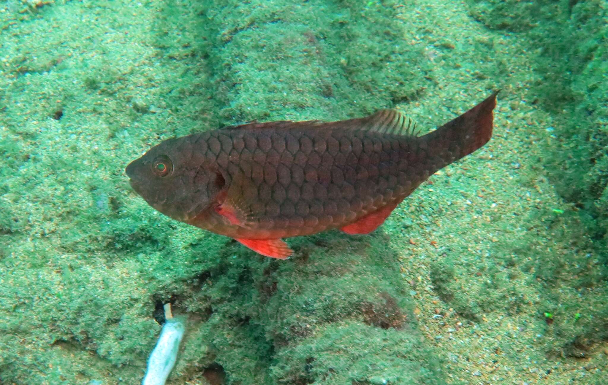 Image of West-African Parrotfish