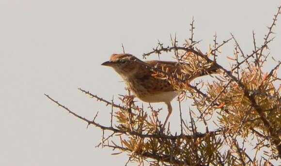 Image of Red Lark