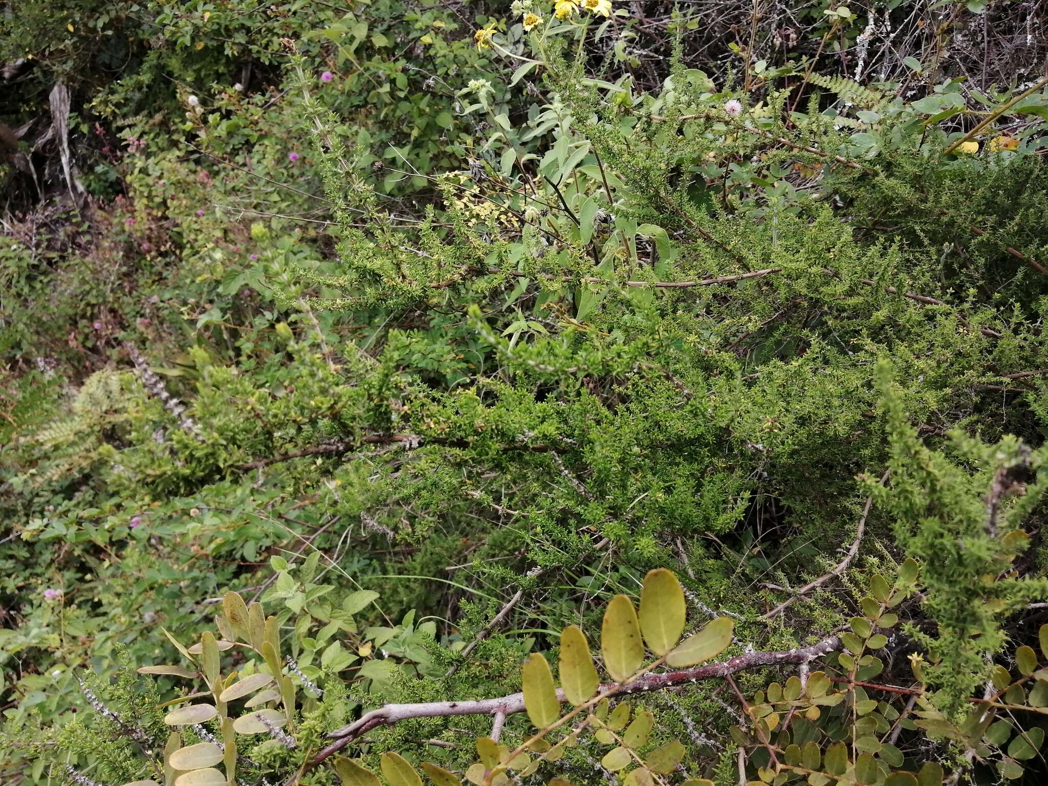 Clinopodium fasciculatum (Benth.) Govaerts的圖片