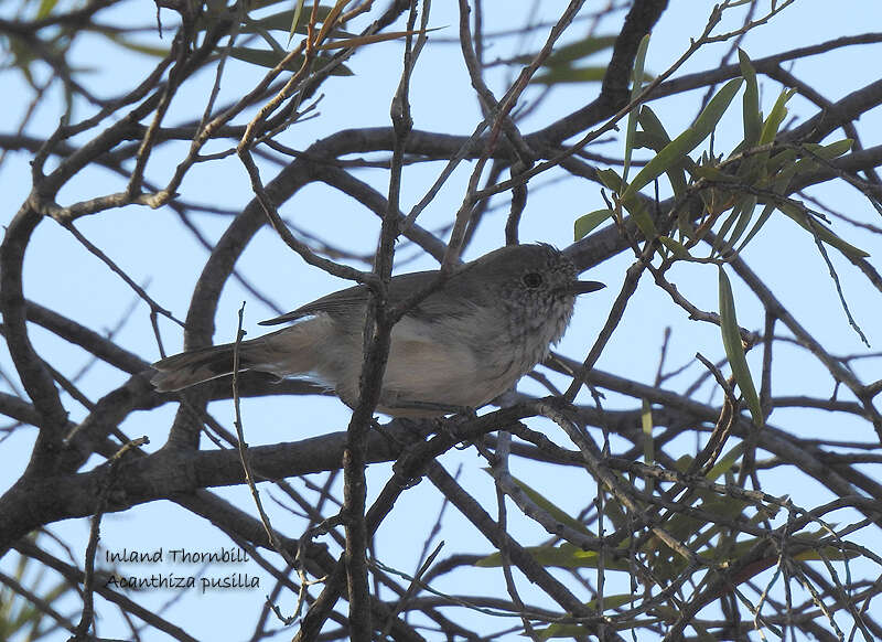 Image of Inland Thornbill